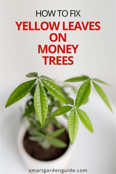 Money tree leaves turning brown. Things To Know About Money tree leaves turning brown. 
